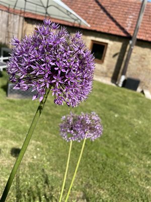 garden with purple flower